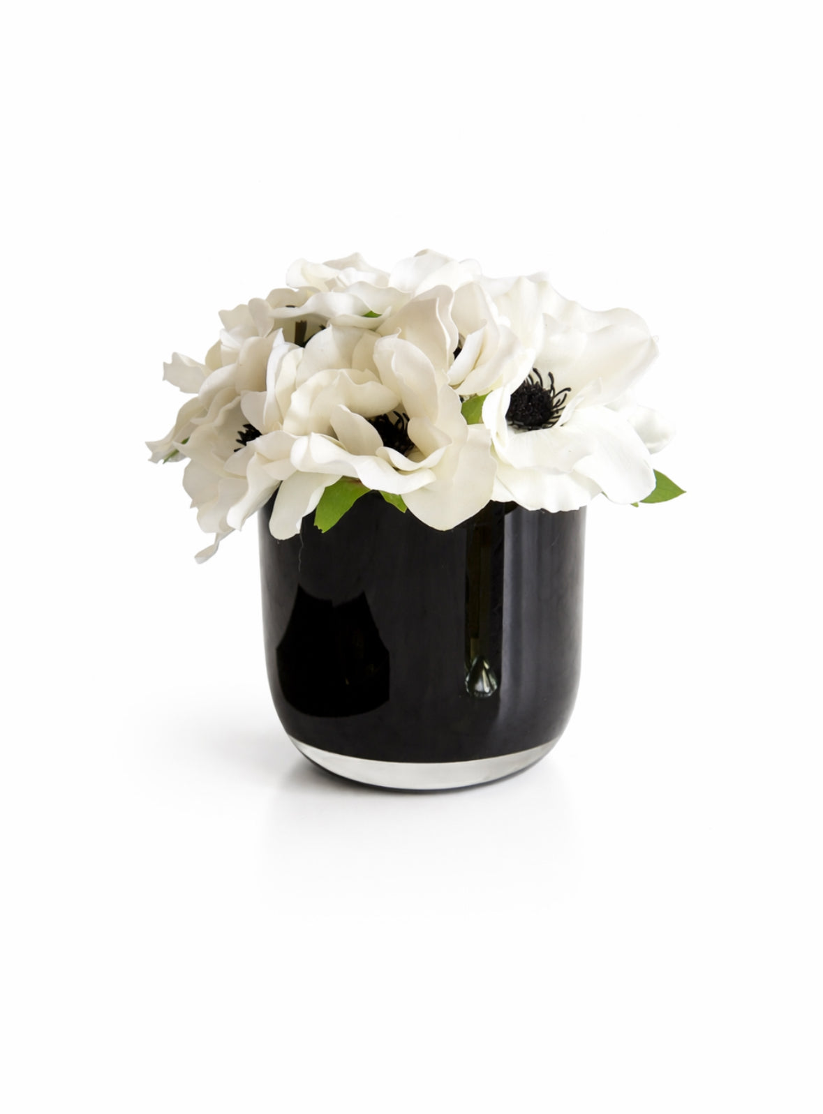 Petite Noir Anemone